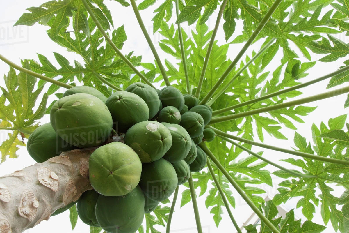 Healthy papaya tree viewed from below;Honolulu oahu hawaii united