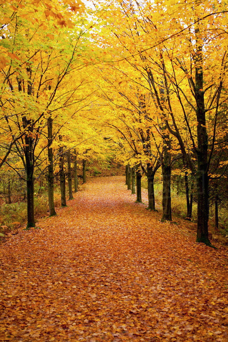 Driveway covered in leaves in autumn;Canton shefford quebec canada