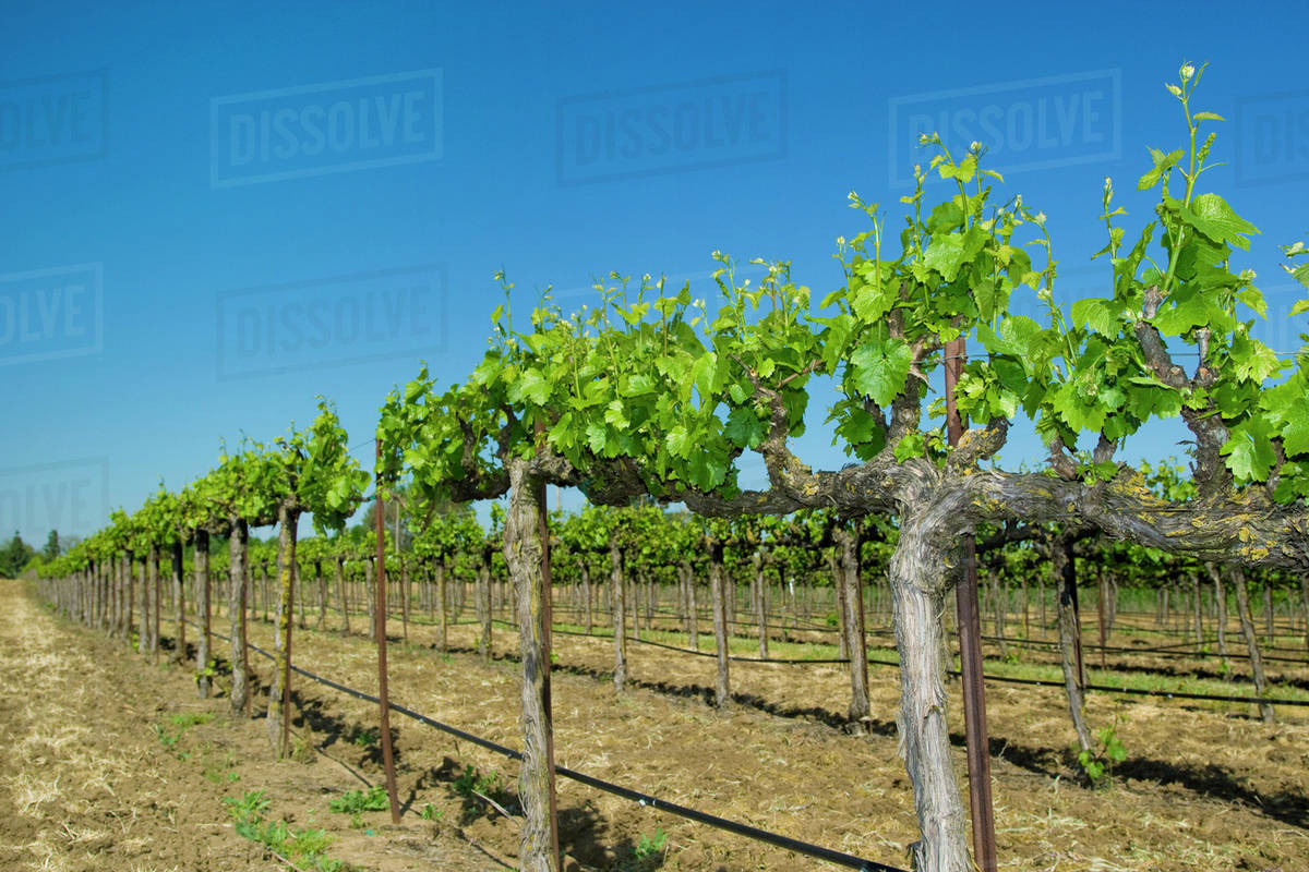 Agriculture Wine grape vineyard showing midSpring foliage growth