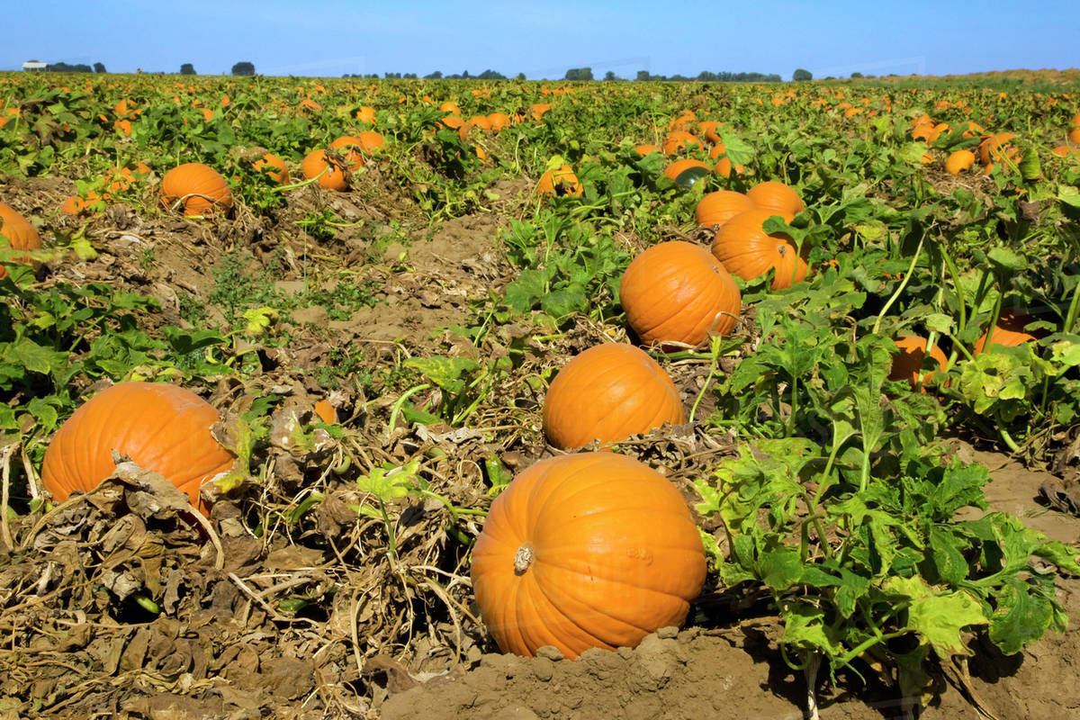 Agriculture Field of mature pumpkins ready for harvest / Near Lathrop
