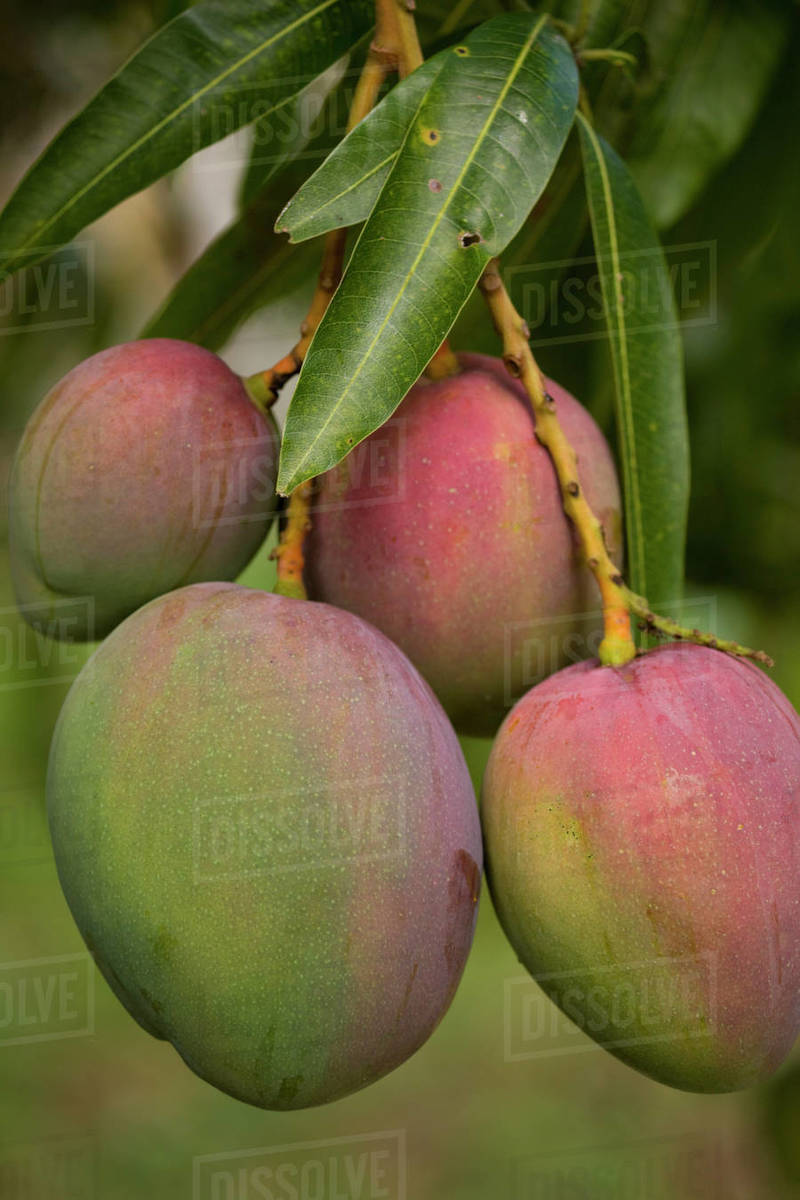 Mangoes on a tree; Jamaica, West indies Stock Photo Dissolve