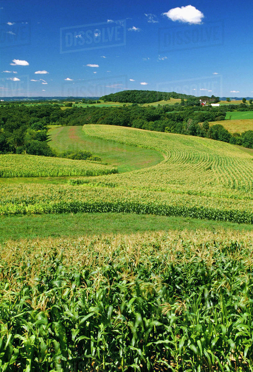 Agriculture - Mid growth grain corn strips interspersed with hayfields ...