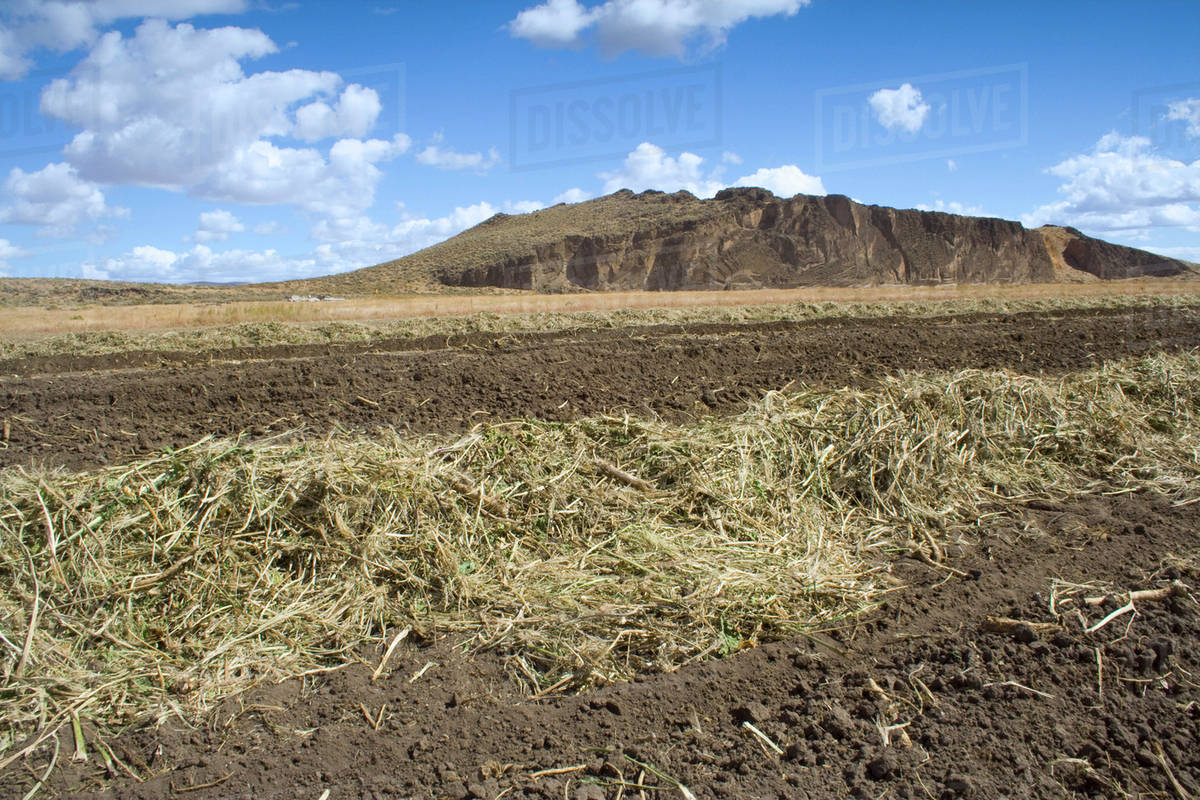 Agriculture Freshly dug up horseradish in a windrow is ready to be