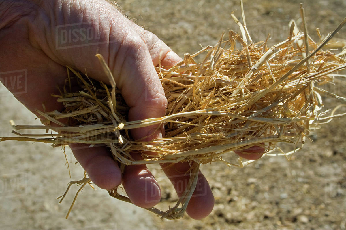 Agriculture - Hands of a livestock producer holding rice straw which is ...