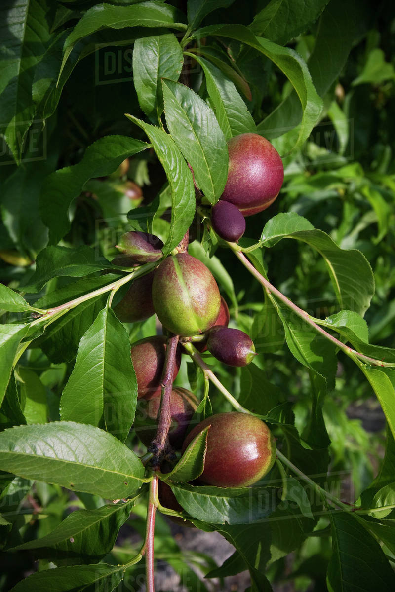 Agriculture Closeup of immature nectarines, before thinning, in early