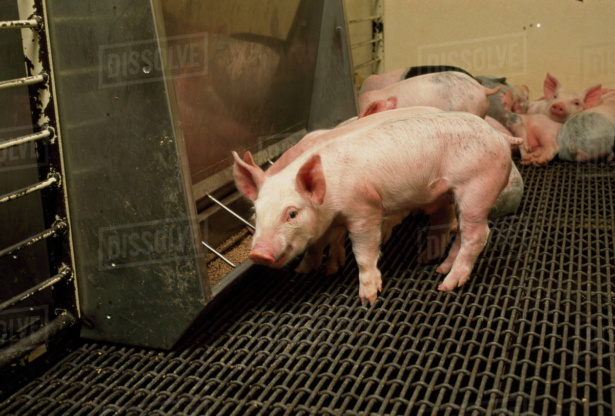 Livestock Young Pigs At A Feeder In A Confinement Facility