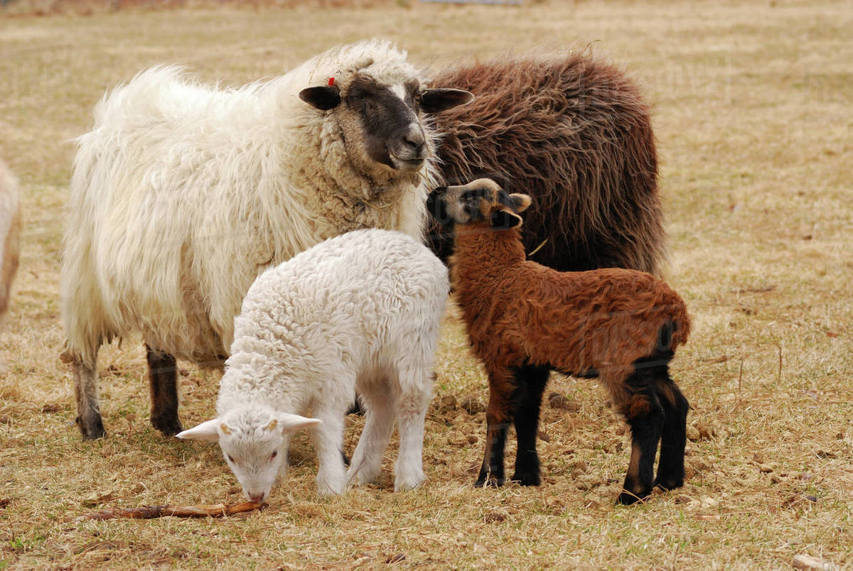 A group of Navajo-Churro sheep on the historic Taylor Bray farm ...