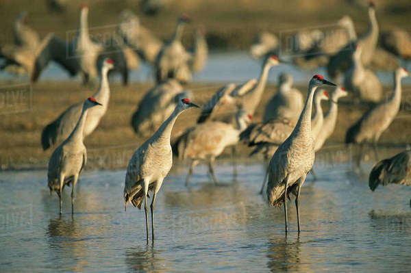 Sandhill cranes (Antigone canadensis) roosting on the Platte River ...