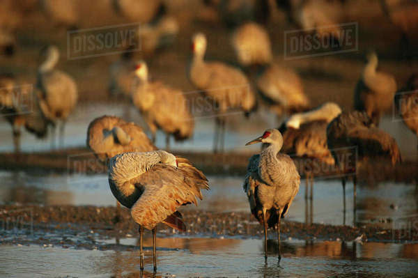 Sandhill cranes (Antigone canadensis) roosting on the Platte River ...