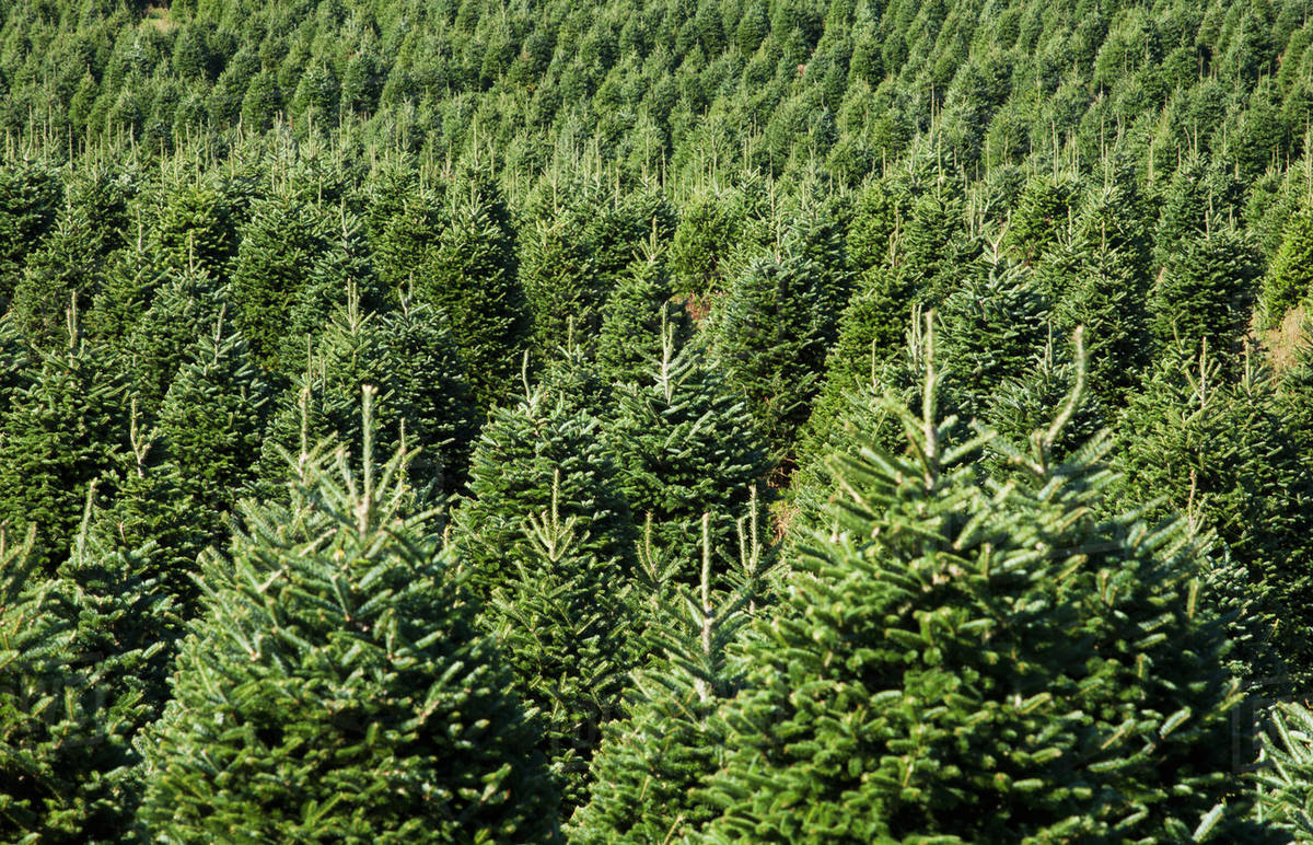 Christmas tree farm; Hatley, Quebec, Canada Stock Photo Dissolve