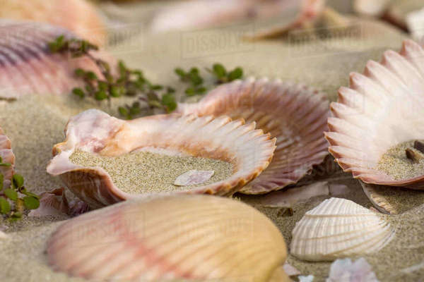 Scallop shells sit on a beach. - Stock Photo - Dissolve