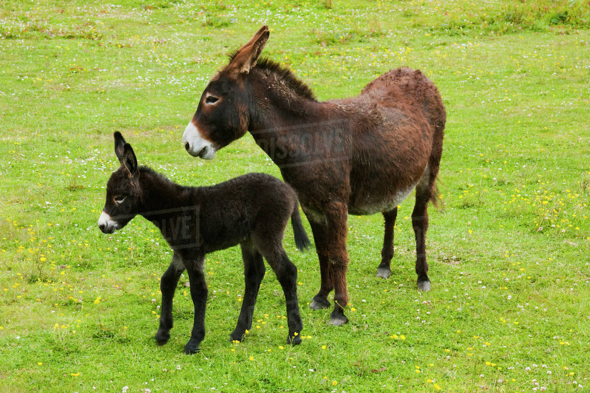 A Donkey And It's Foal Near Doolin; County Clare, Ireland Stock Photo