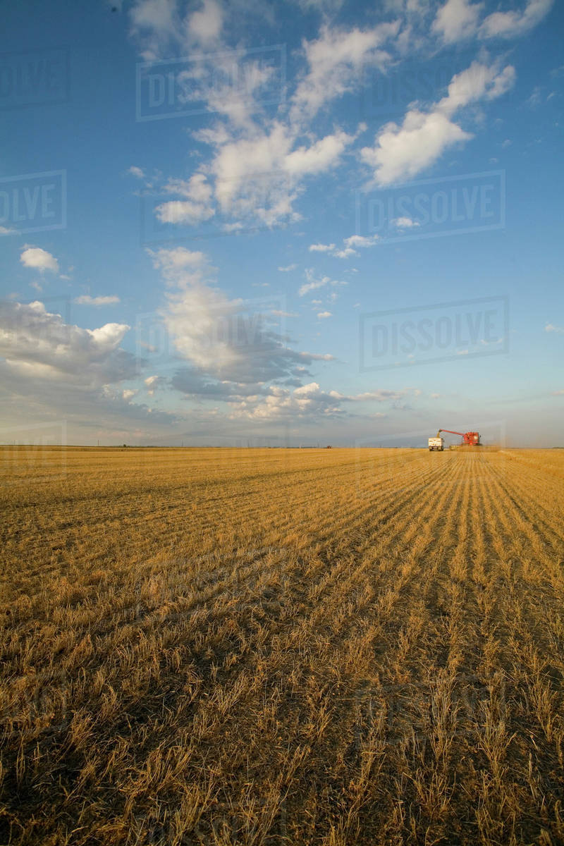 Lentils Unloading From Combine To Grain Truck, Saskatchewan, Canada