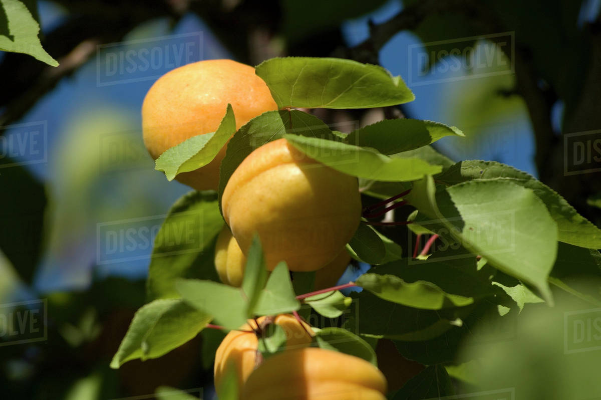 Apricots In Tree, Okanagan Centre, Bc Canada Stock Photo Dissolve