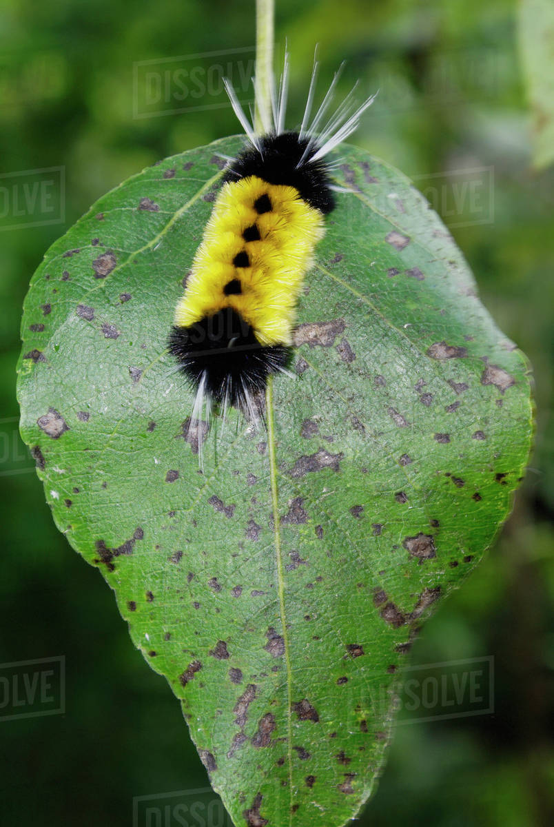Caterpillar On Leaf, Fall; Canada, Manitoba, Riding Mountain National
