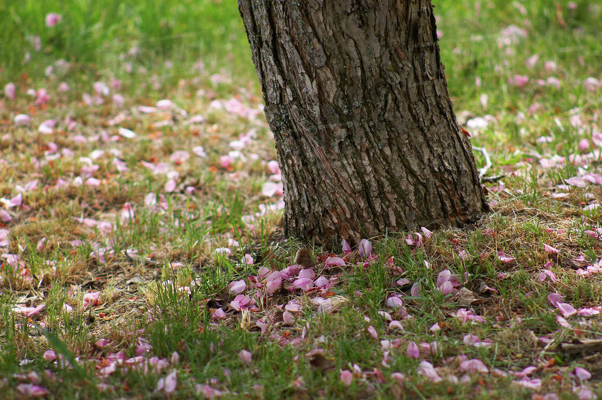 Fallen Cherry Blossoms (Prunus Serrulata) Presents A Clear Picture Of