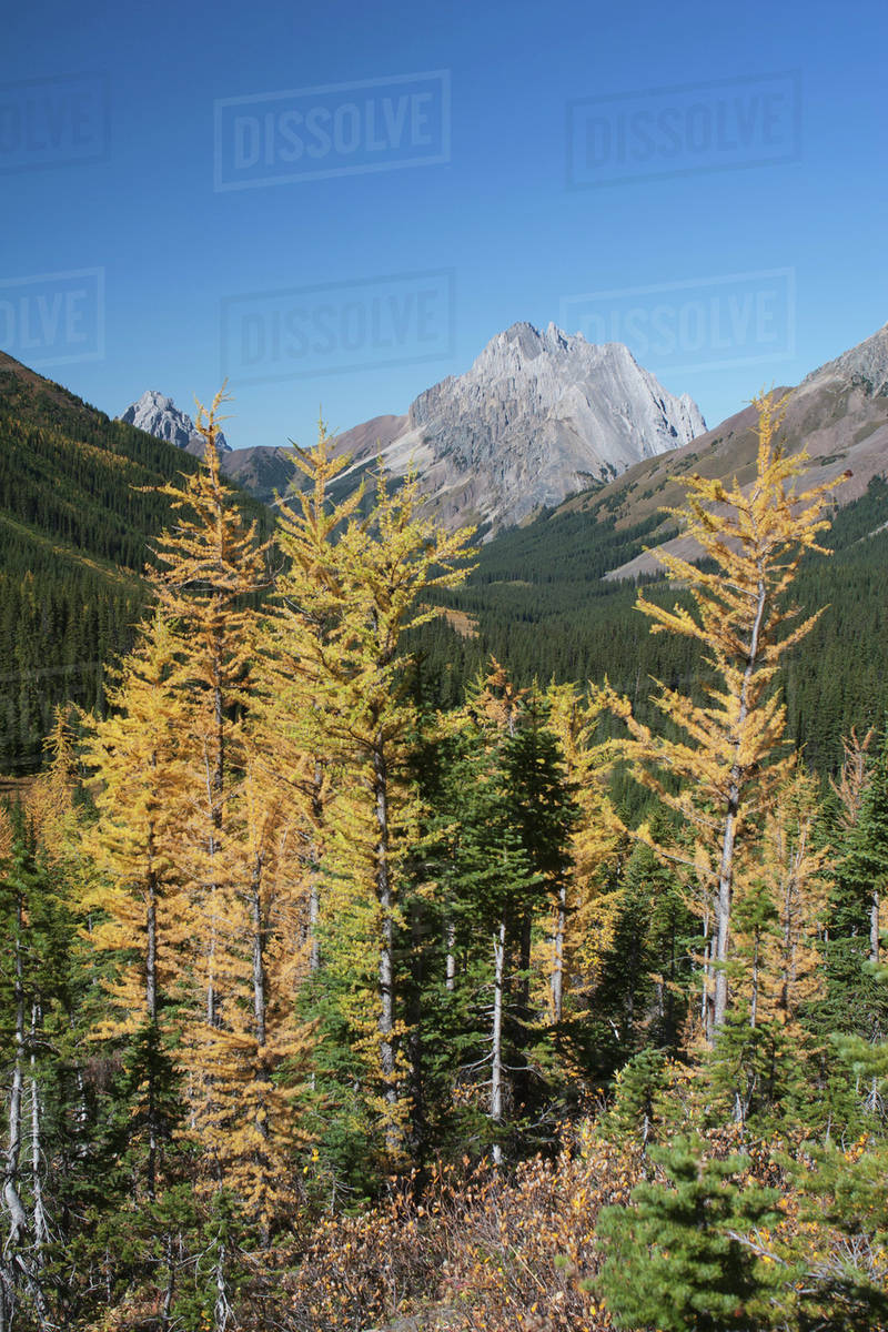 Mountain Meadow In The Fall With Golden Larch Trees A Mountain And