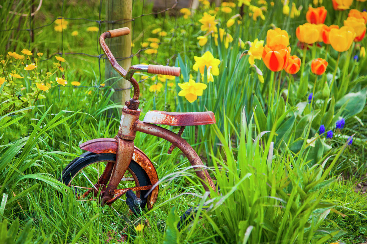 rusty tricycle