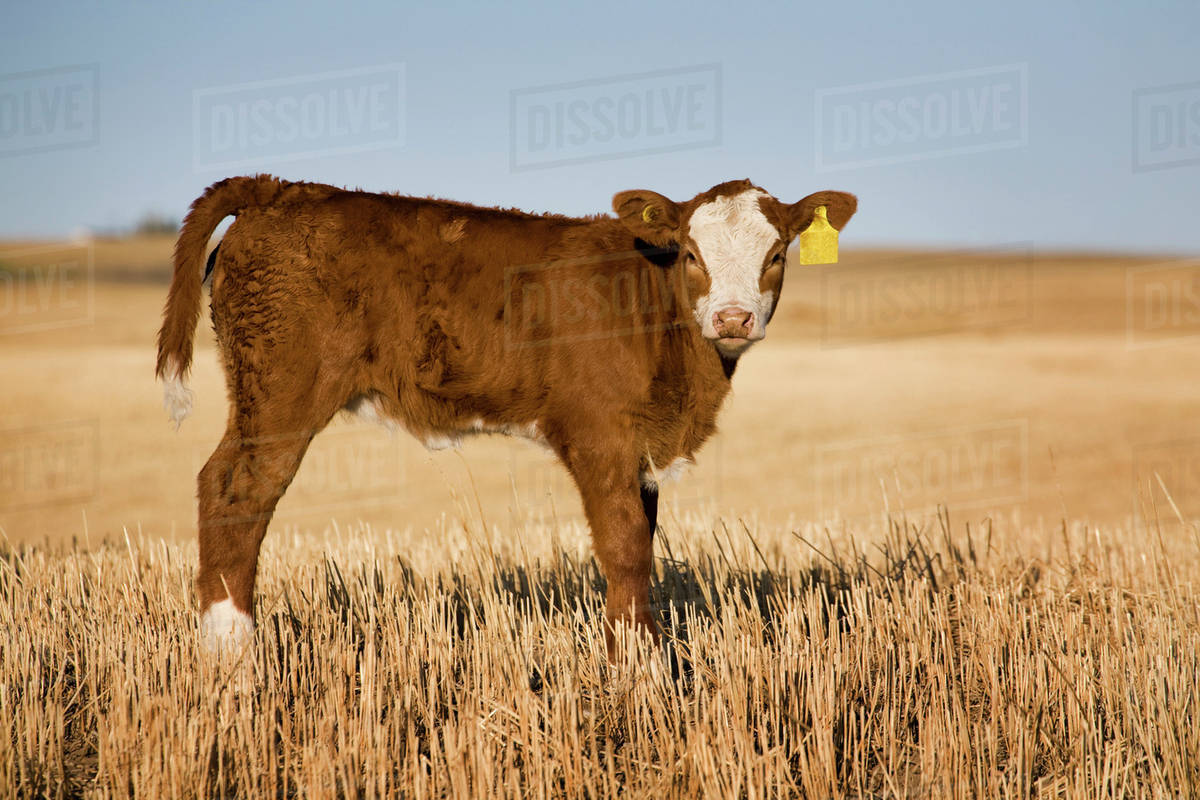 Newborn calf in stubble field;Alberta canada Stock Photo Dissolve