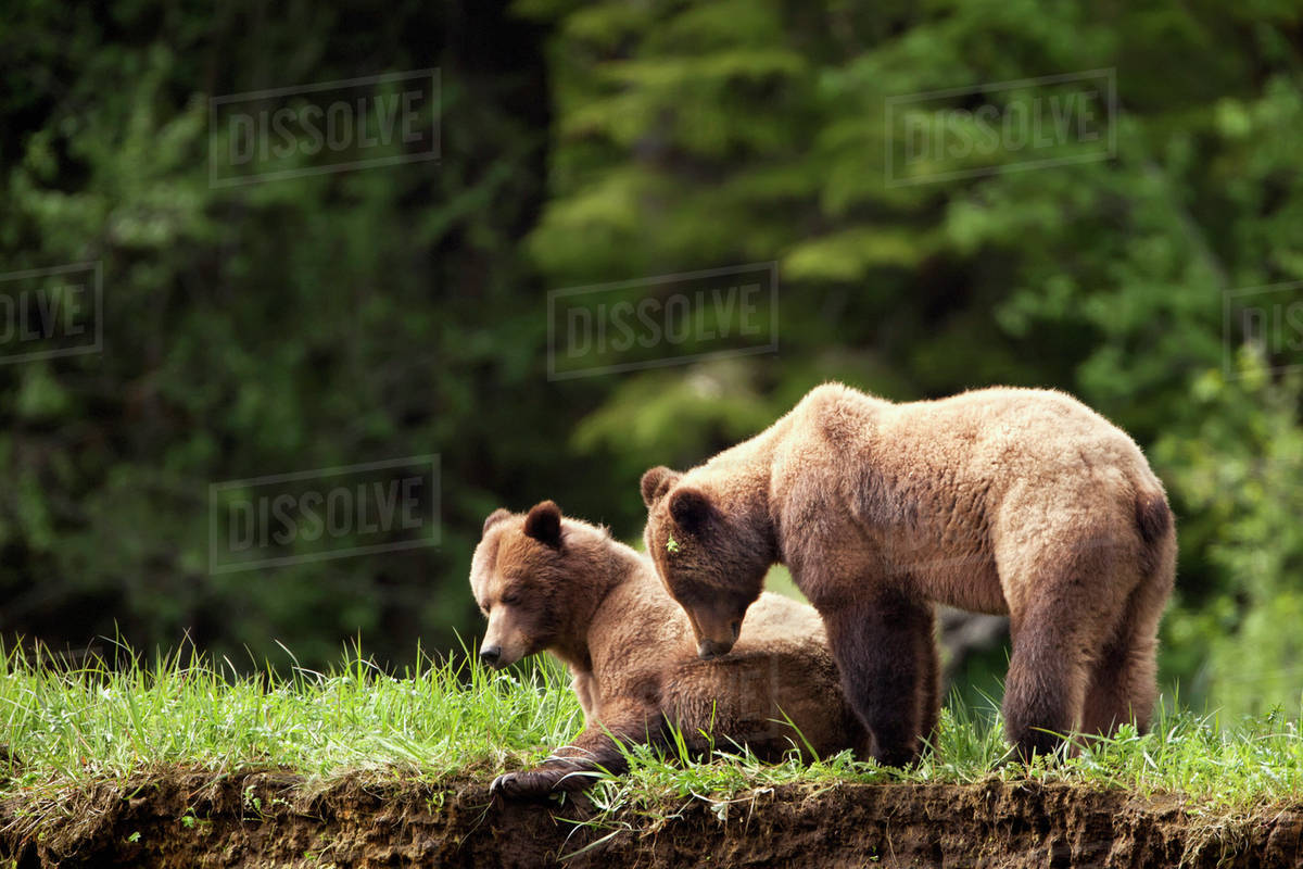 Two grizzly bears (ursus arctos horribilis) enjoying each other's