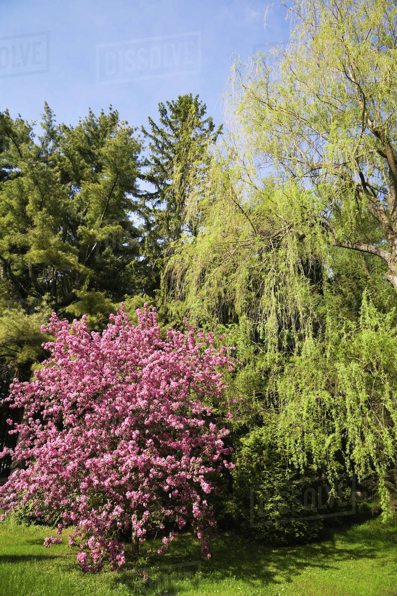 Evergreen weeping willow and flowering crabapple tree in springtime