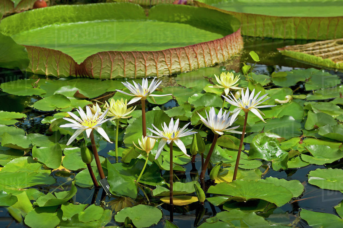 Lily pads floating in water;Oxford england Stock Photo Dissolve