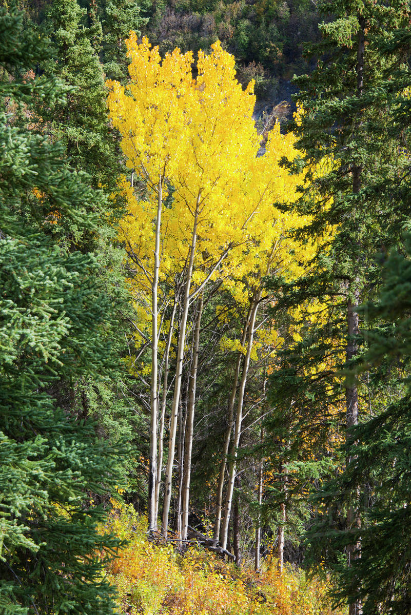 Bright yellow birch trees in denali national park;Alaska united states