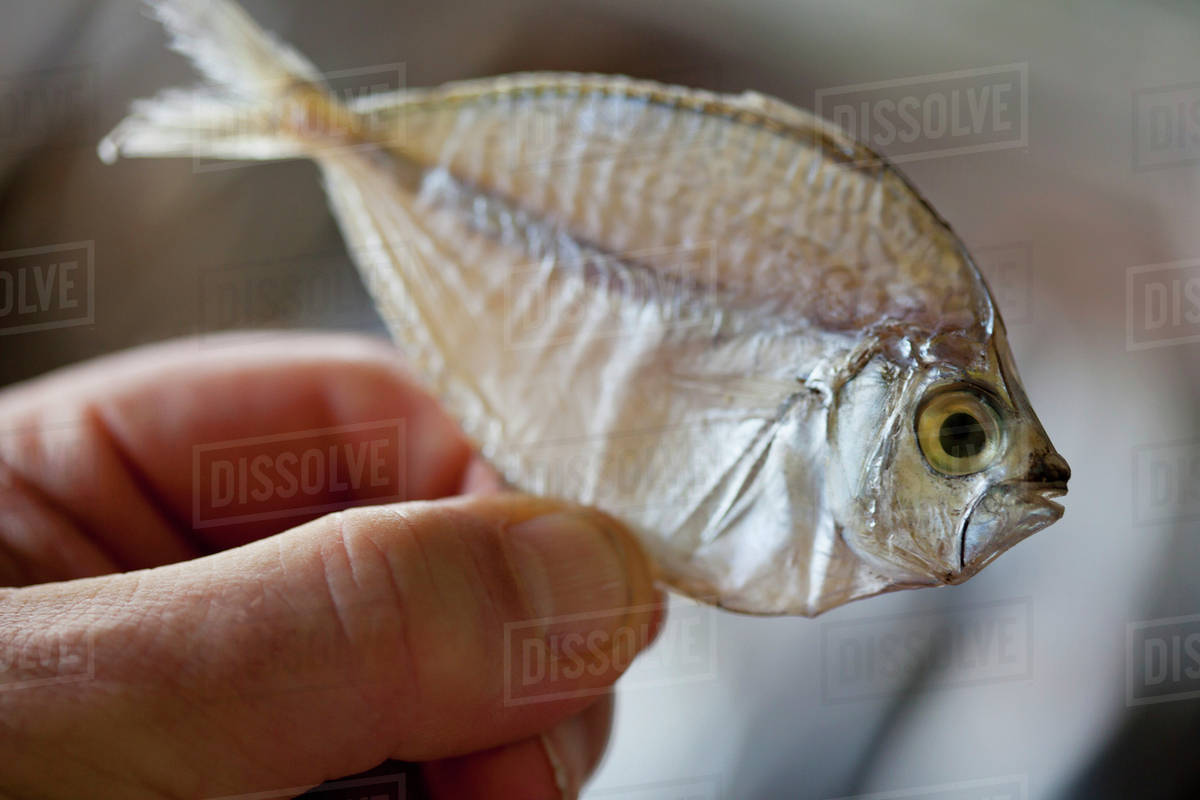 Hand Holding A Small Dried Fish At Market; Bais, Negros Island
