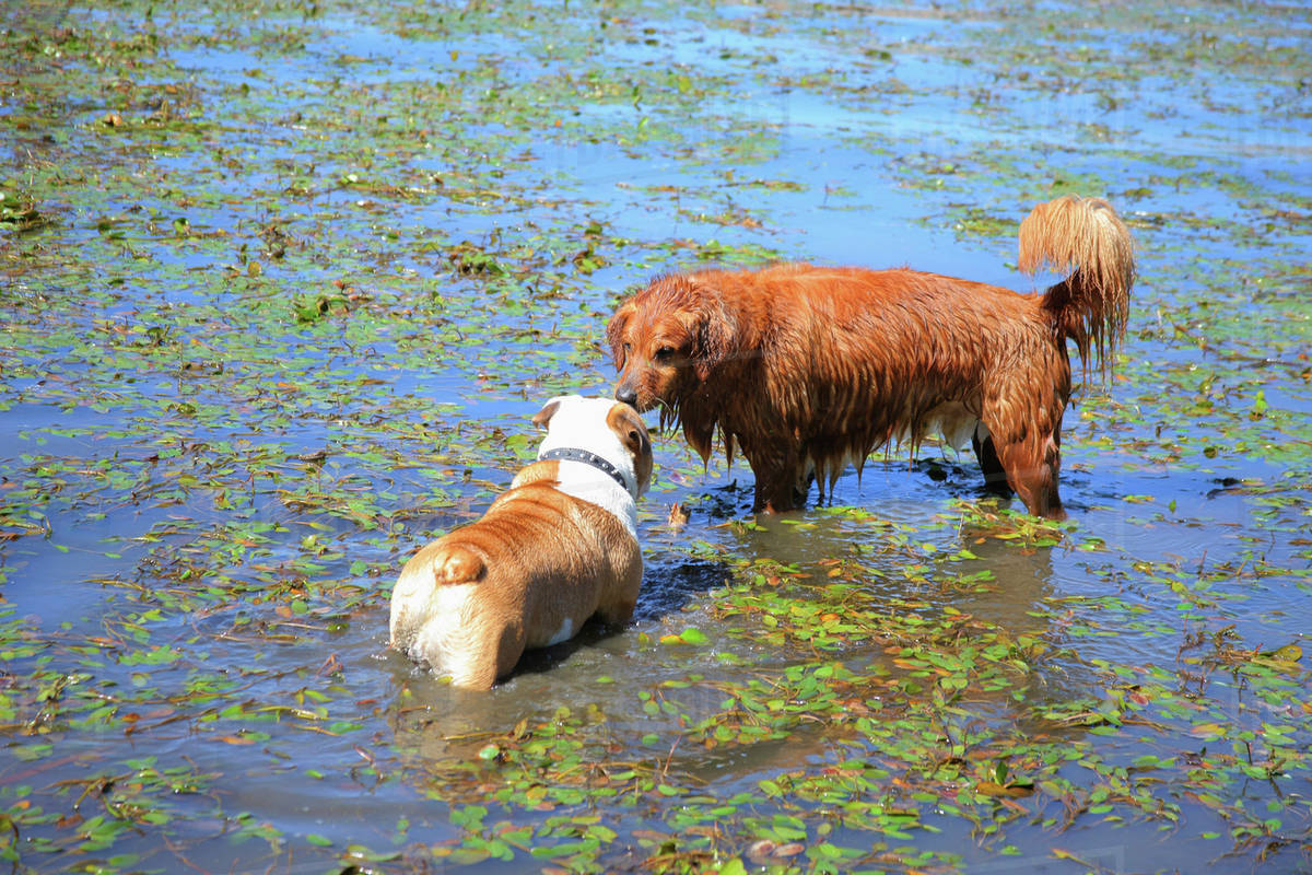 Two Dogs Meeting Each Other In The Shallow Water; Dalles, Oregon