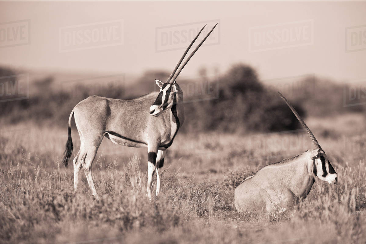 Two Antelopes In A Field; Samburu, Kenya Stock Photo Dissolve