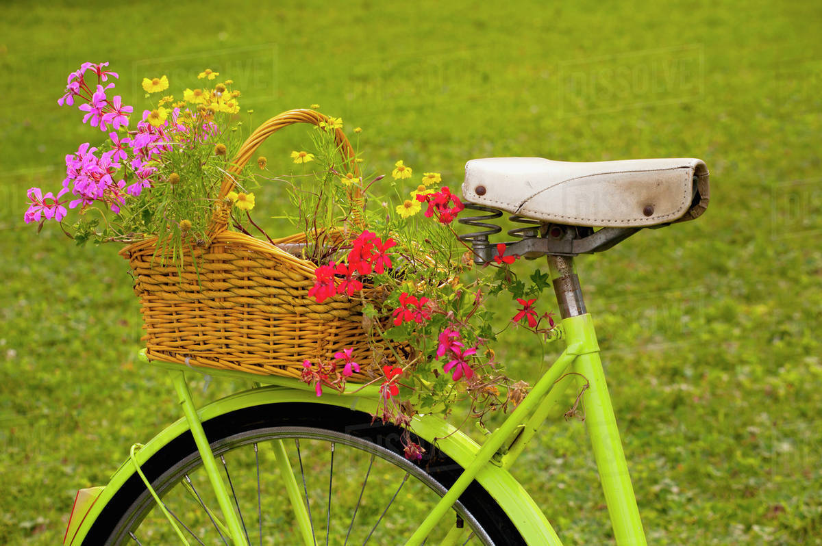 Bicycle With Flowers In A Basket; TroisRivieres Quebec, Canada Stock