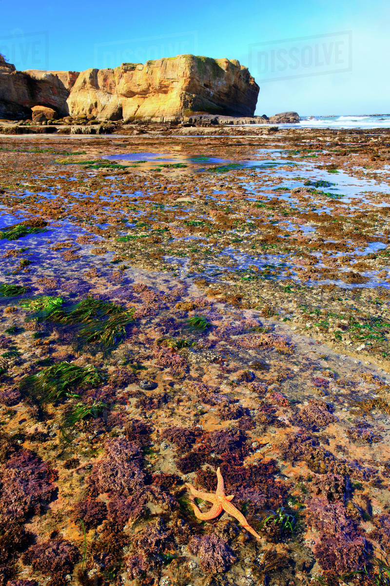 Low Tide And Rock Formations At Otter Beach Oregon United Low Tide And Rock Formations At Otter Beach Oregon United States Of America