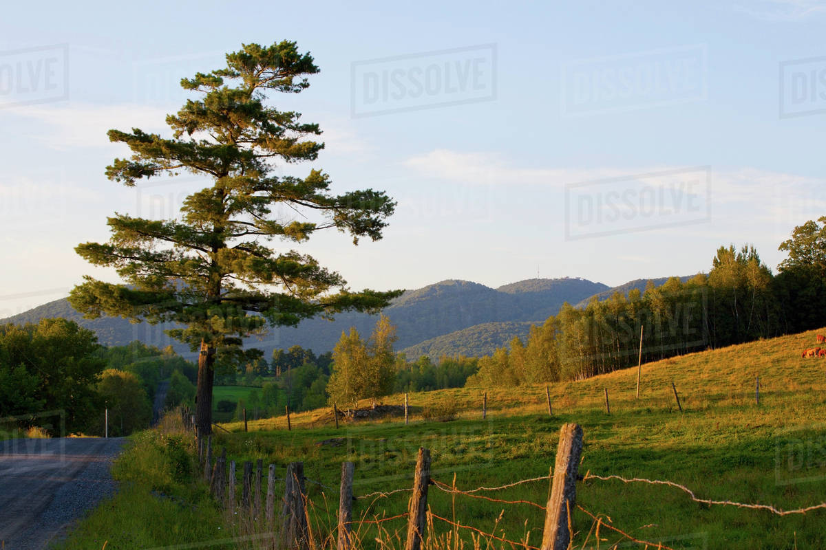 An Old Pine Tree Along A Rural Road At Dusk; Iron Hill, Quebec, Canada