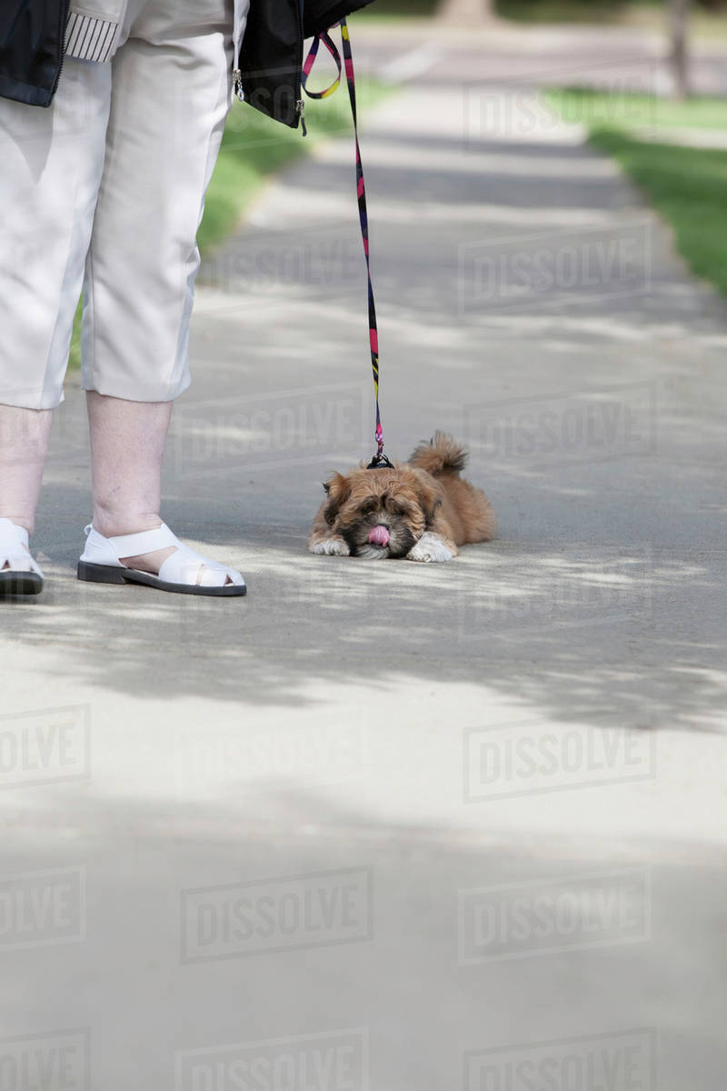 Why Do Dogs Lay Down While Walking