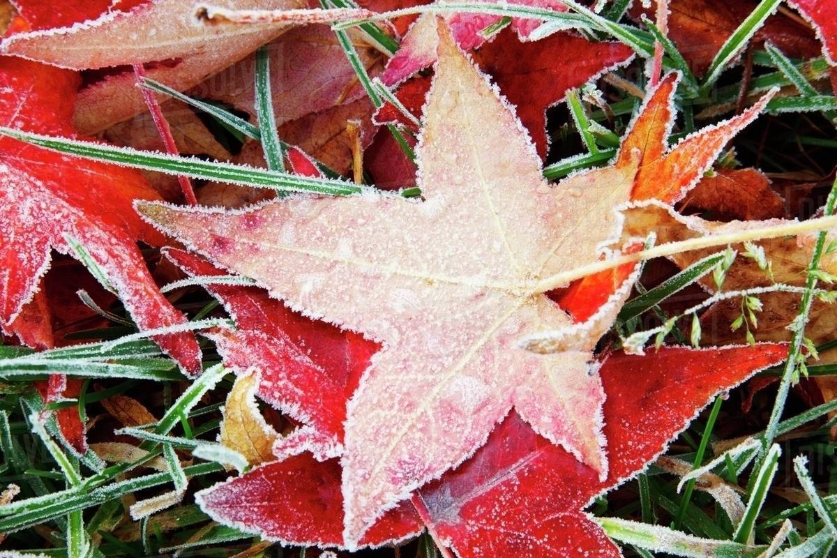 Autumn Colored Leaves Covered In Frost Stock Photo Dissolve