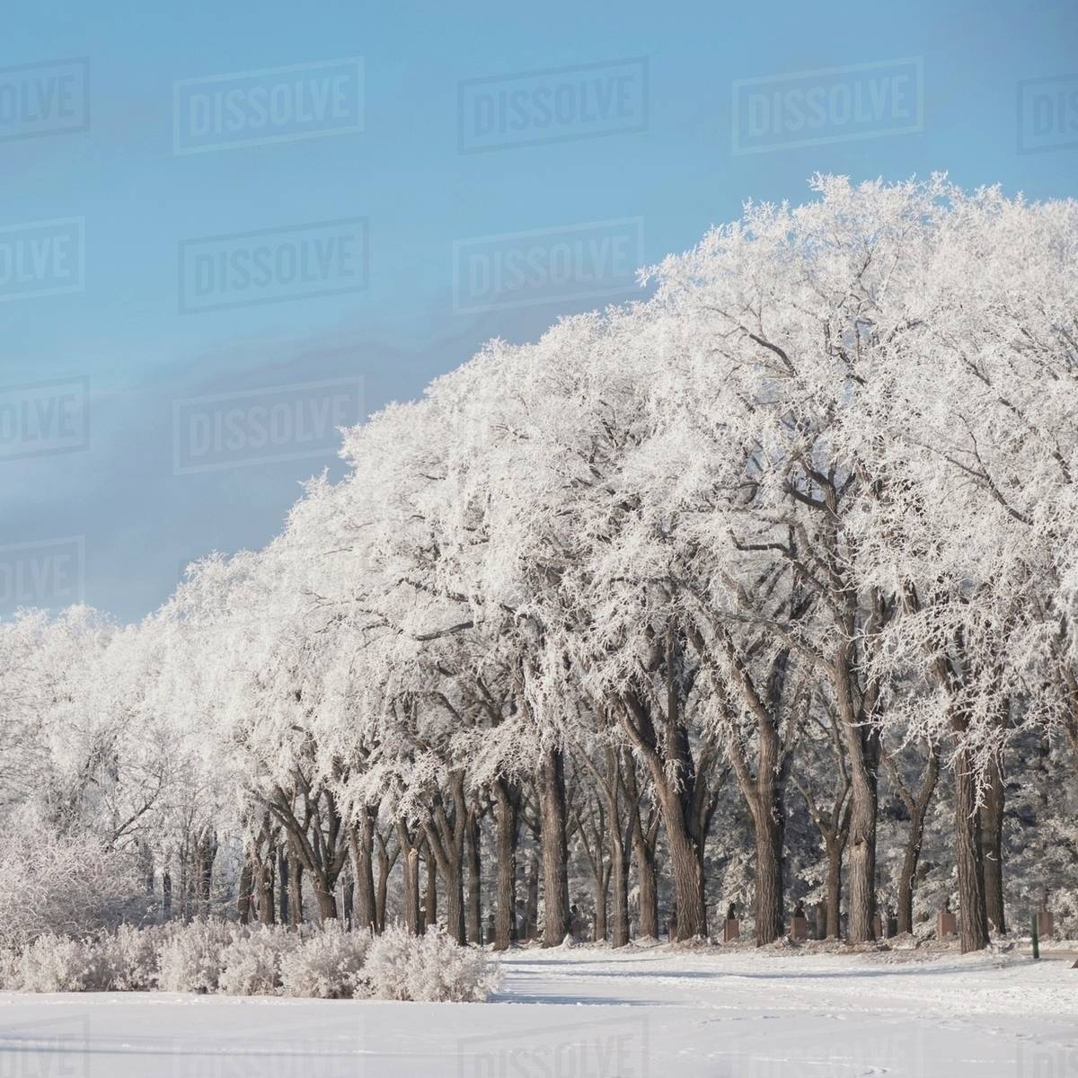 Winnipeg, Manitoba, Canada; Trees Covered In Snow In The Winter Stock