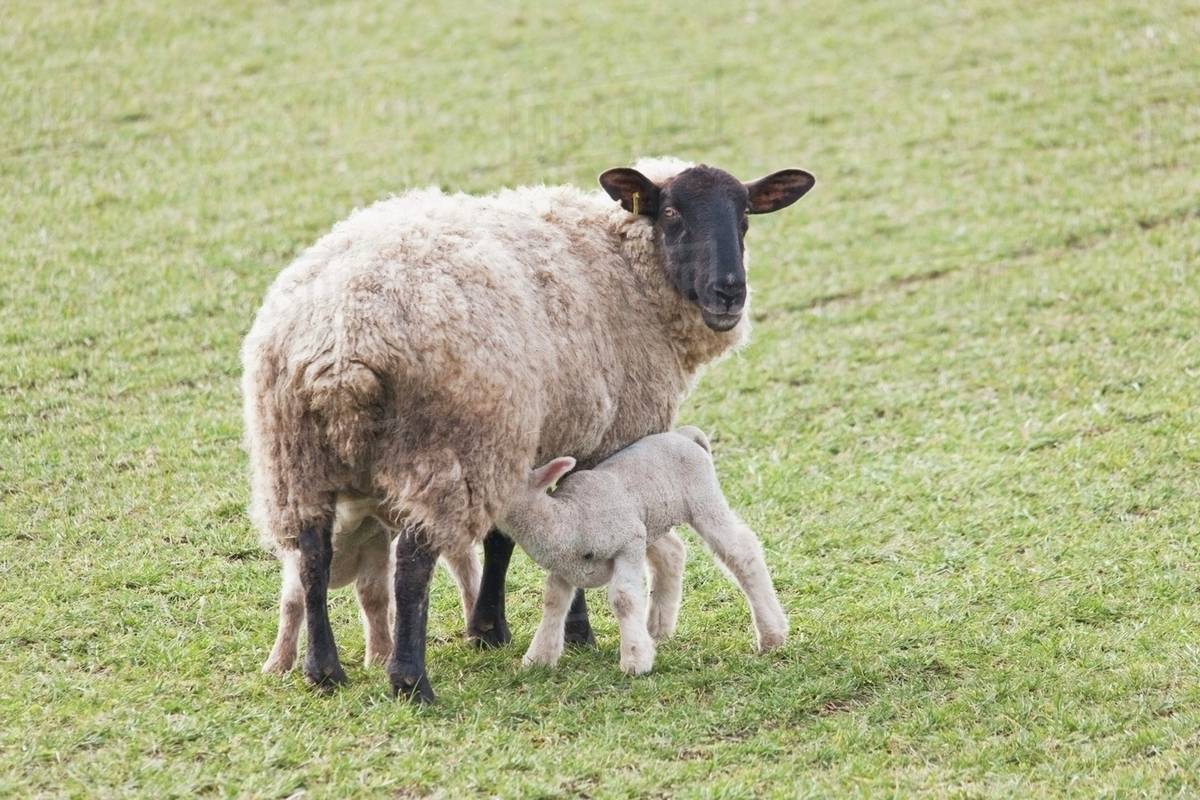 Northumberland, England; A Lamb Drinking Milk From It's Mother Stock