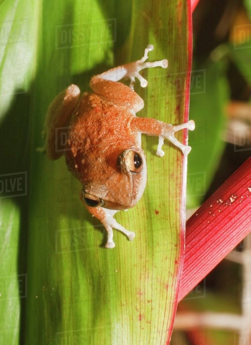 Hawaii, United States Of America; Coqui Frog (Eleutherodactylus Coqui