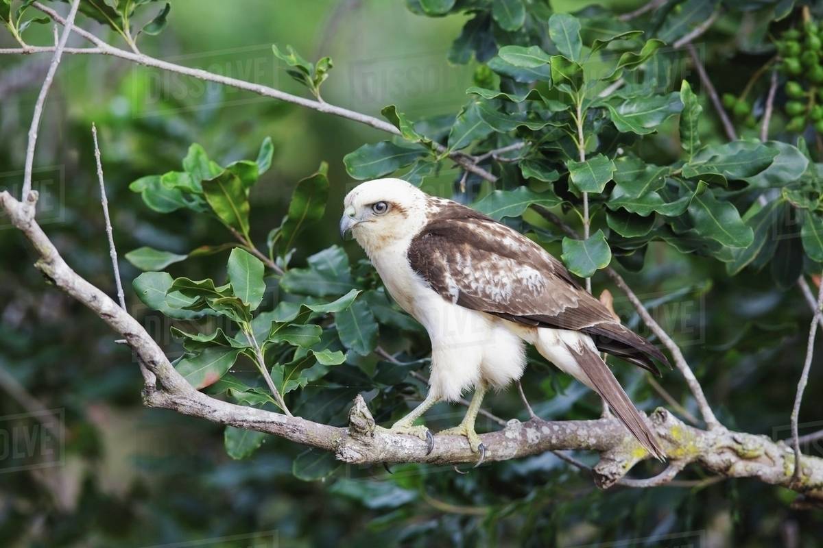 Hawaii, United States Of America; Hawaiian Hawk (Buteo Solitarius) Also ...