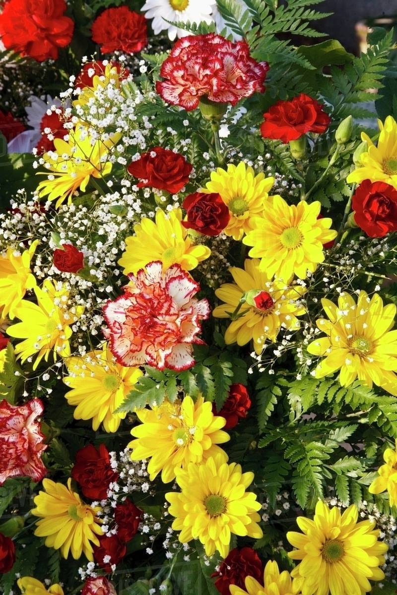 An Arrangement Of Daisies And Carnations Stock Photo Dissolve