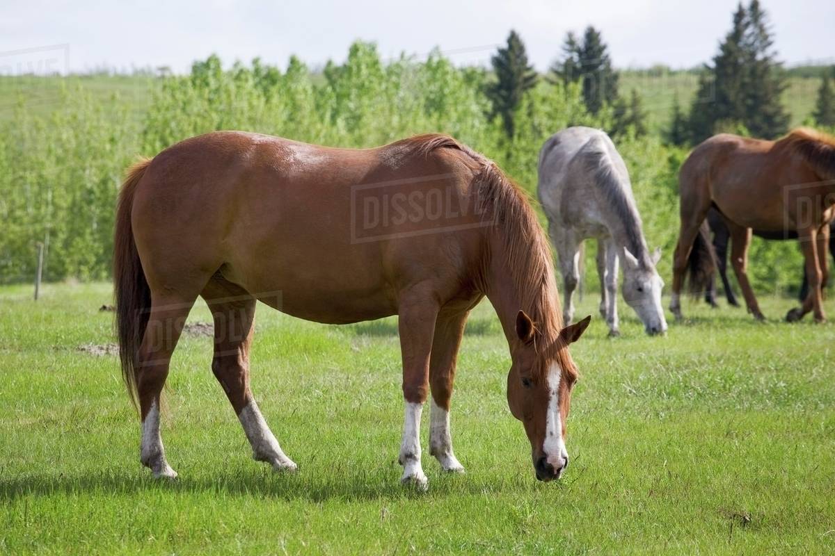 Three Horses Grazing In A Field With Trees; Calgary, Alberta, Canada