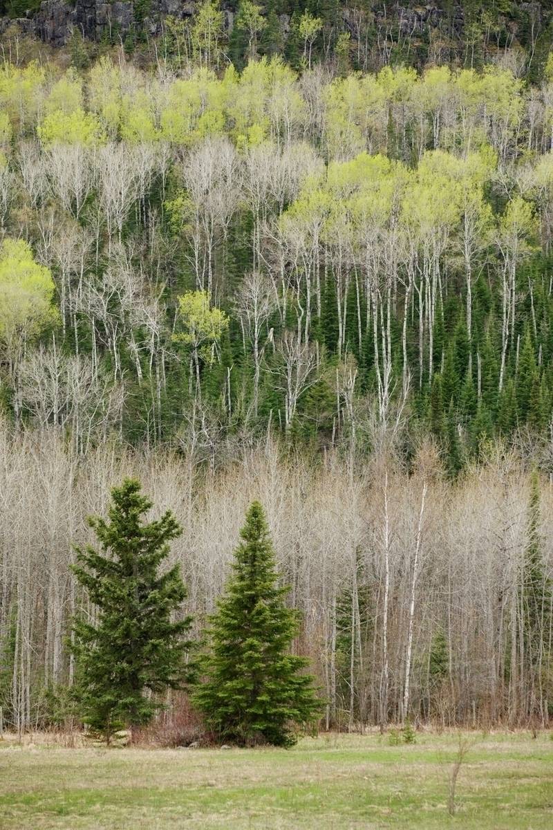 Two Evergreen Trees Outside The Edge Of A Forest With Spring Growth On