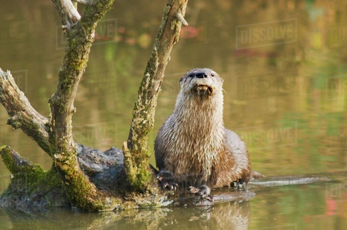 River Otter At Oaks Bottom Wildlife Refuge; Portland, Oregon, Usa - Stock  Photo - Dissolve