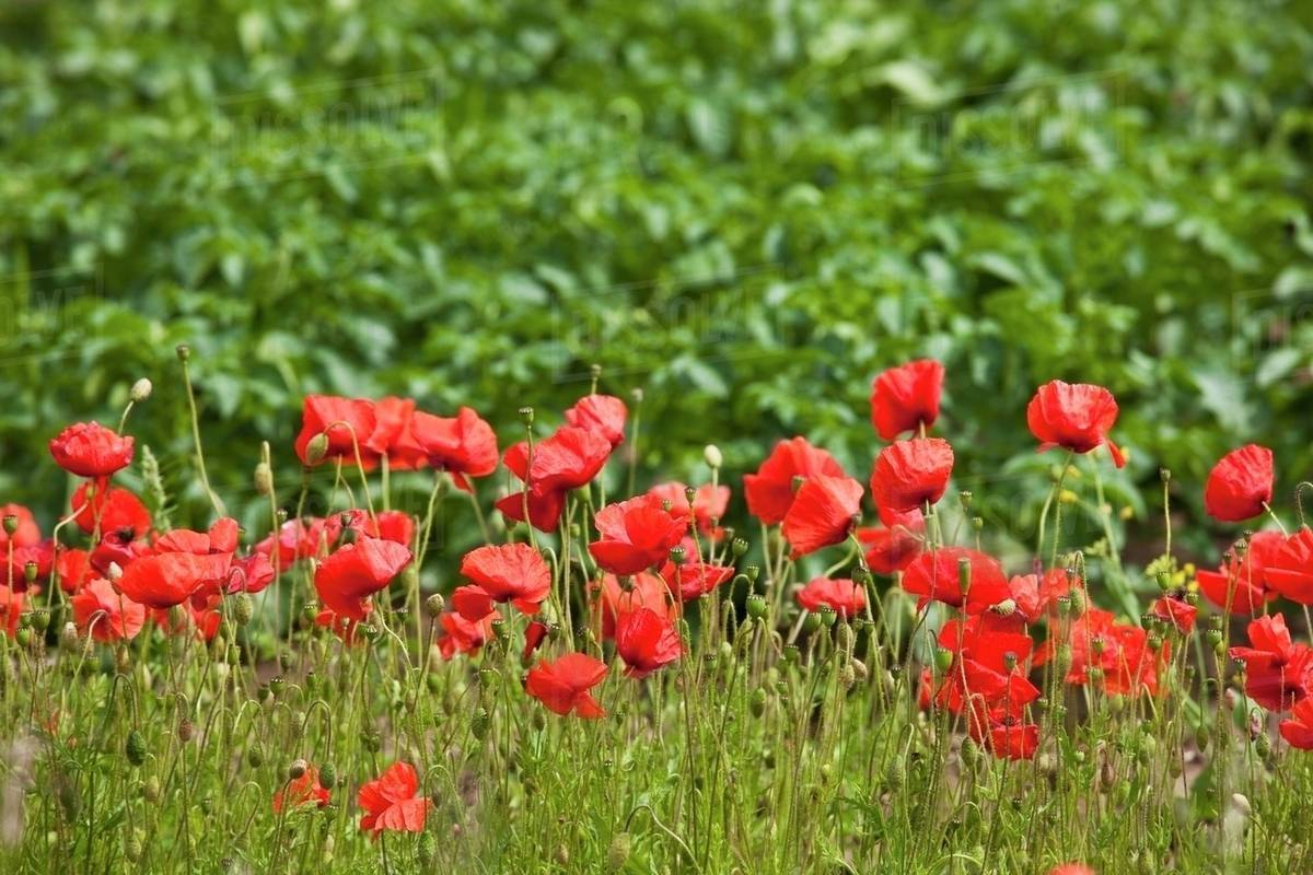 Red Wildflowers; Northumberland, England Stock Photo Dissolve