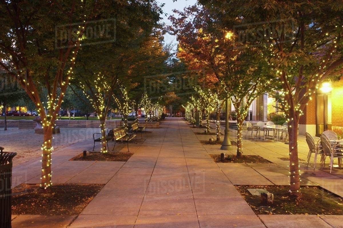 lights on the trees