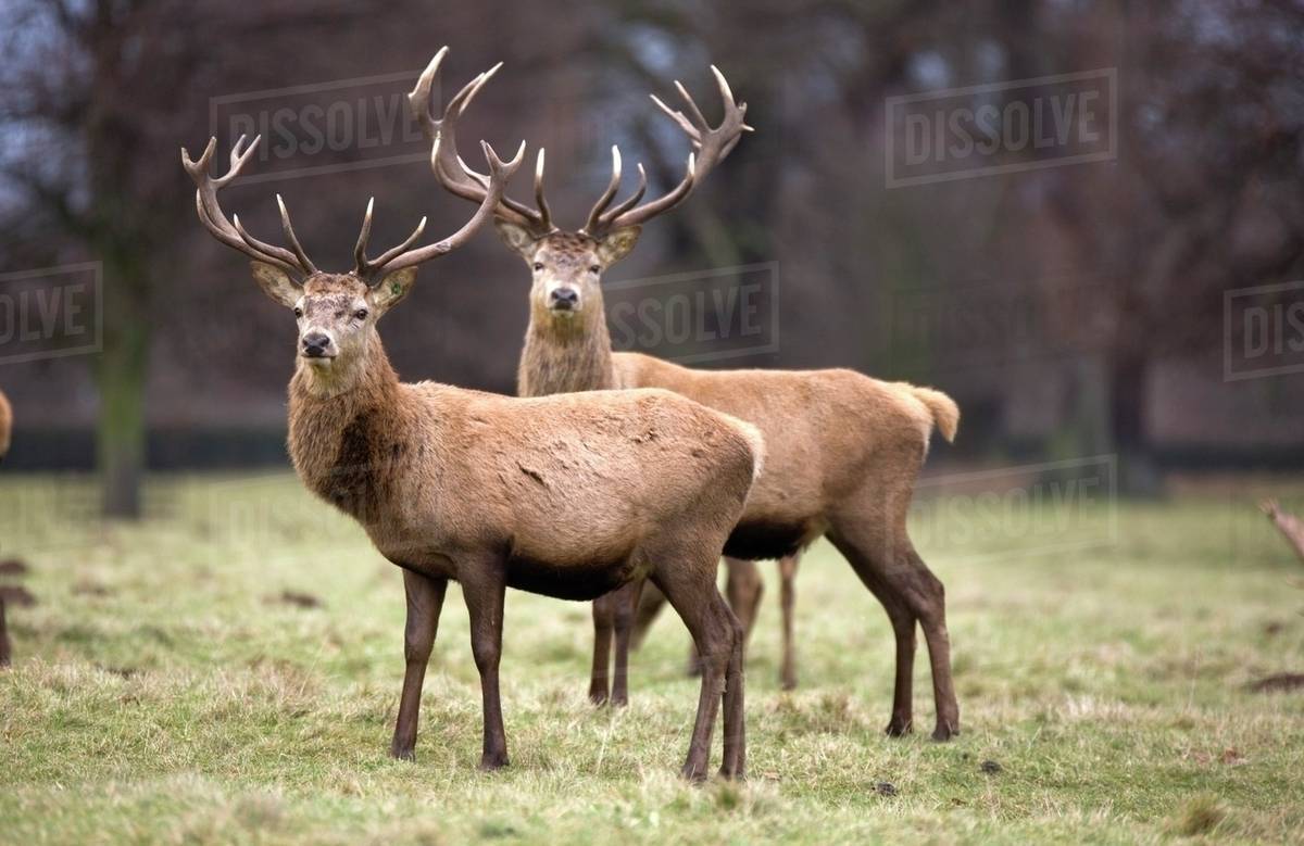 Yorkshire, England; Deer Standing In A Field Stock Photo Dissolve