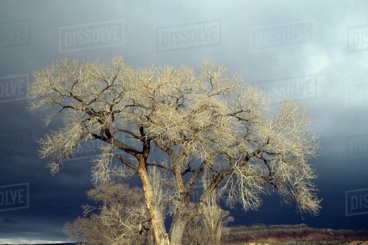 Fremont Cottonwood (Populus Fremontii), San Ysidro, New Mexico, Usa Stock Photo Dissolve