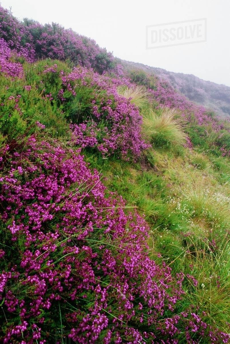 Blooming Heather, North York Moors National Park, England Stock Photo