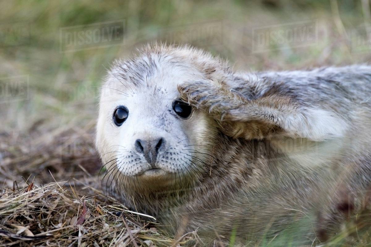 Seal With Paw On Face Stock Photo Dissolve