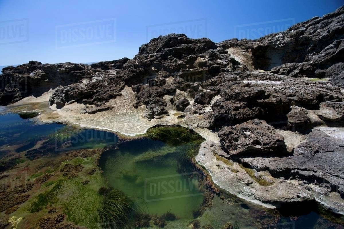 Biarystocks TIDE POOL レコード 新品】Bialystocks Tide Pool アナログ盤 ビアリストックス - メルカリ